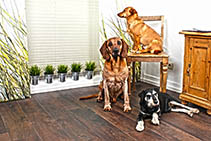 Drei Hunde warten im Wartezimmer auf Ihren Termin